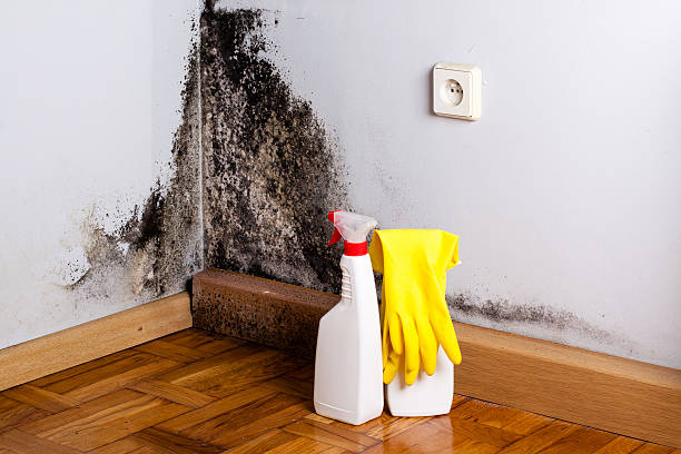 Why You Should Choose Our Mold Remediation Services in Richardson, TX